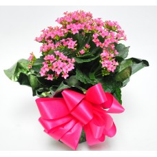 6" Kalanchoe Plant as a Gift